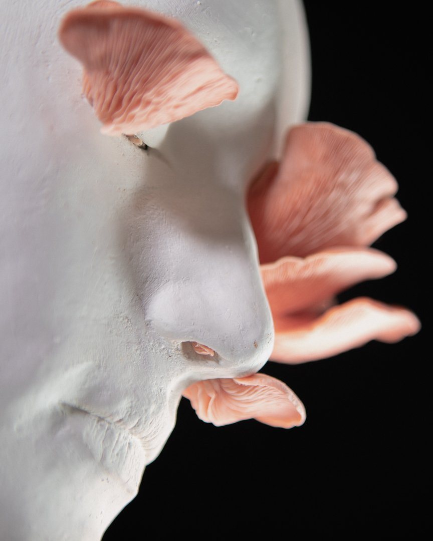 White plaster face with pink oyster mushrooms growing from it